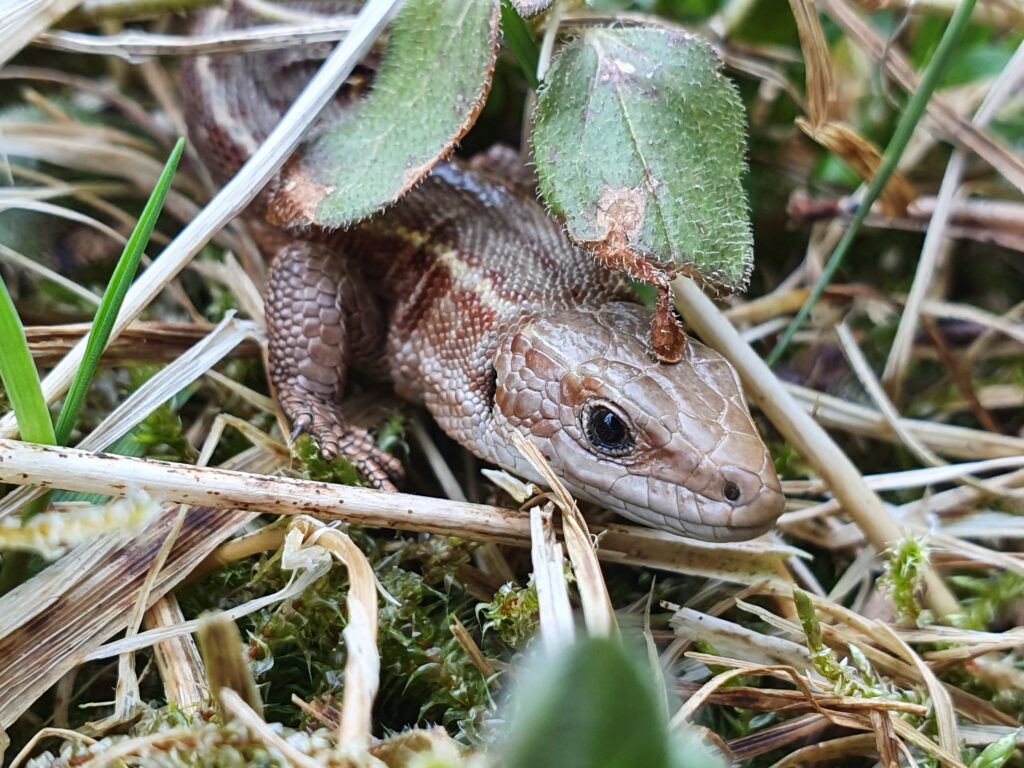 En ödla tittar in i bilden