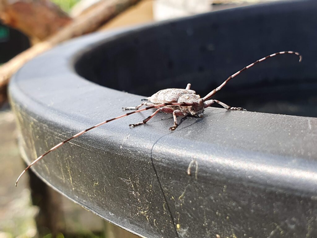 En skalbagge med långa antenner på kanten av en vattentunna.