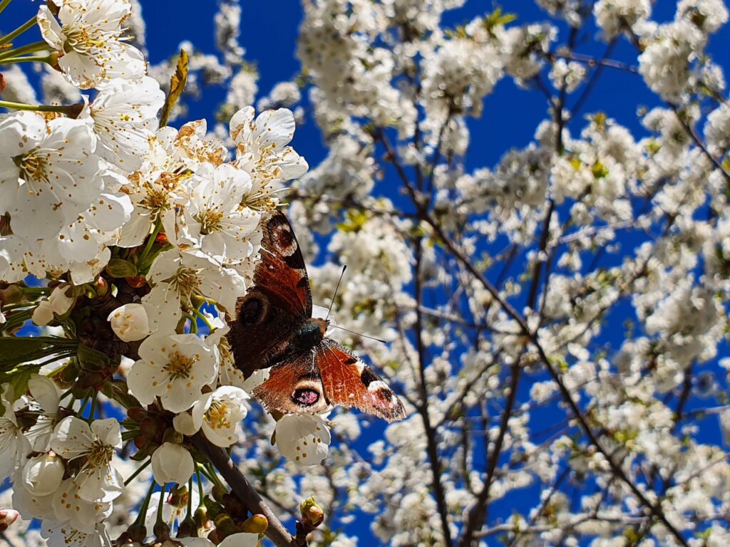 Fjärilen påfågelöga i ett körsbärsträd i full blom. Fotograferat mot en blå himmel