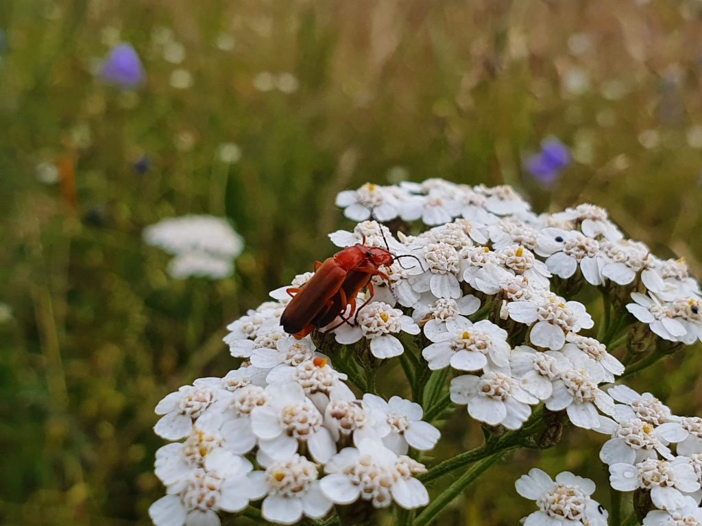 Två bruna skalbaggar på vita blommor
