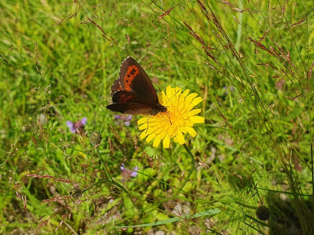 En brun fjäril på en gul blomma.