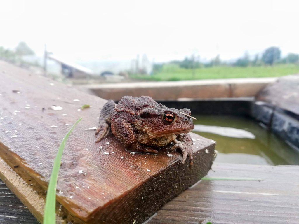 En padda på en träplanka framför en vattenbalja.