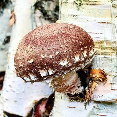 shiitake