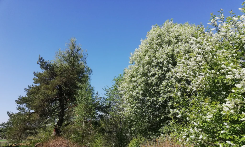 Besök oss 2 En gammal tall till vänster, blommade häggträd till höger. Blå himmel