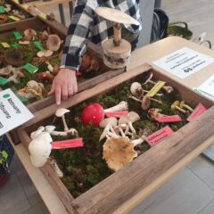 Trälådor fyllda med mossa och olika svampar på ett bord. Svamparna är skyltade med gröna (matsvamp), röda (giftsvamp) eller gula (övrig svamp) skyltar.