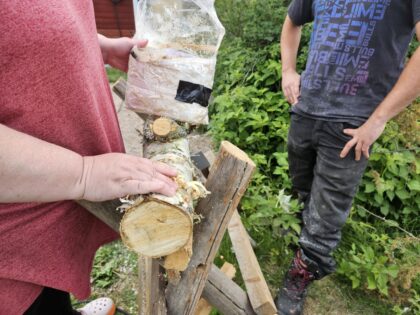 En person fyller mycel i en skåra i en björkstock som ligger på en sågbock. Personen håller en plastpåse med vit mycel i ena handen. En till person tittar på.