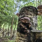 Besök oss 8 En björkstock med flera klungor shiitakesvamp som växer ur den. I bakgrunden en rad med fler uppställda björkstockar i en skogsmiljö.
