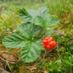 Besök oss 7 Närbild på hjortron på plantan.
