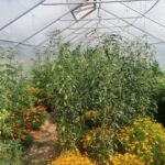 Besök oss 10 Överblicksbild på växthuset med stora tomatplantor och tagetesbuskar i ljus och mörk orange.